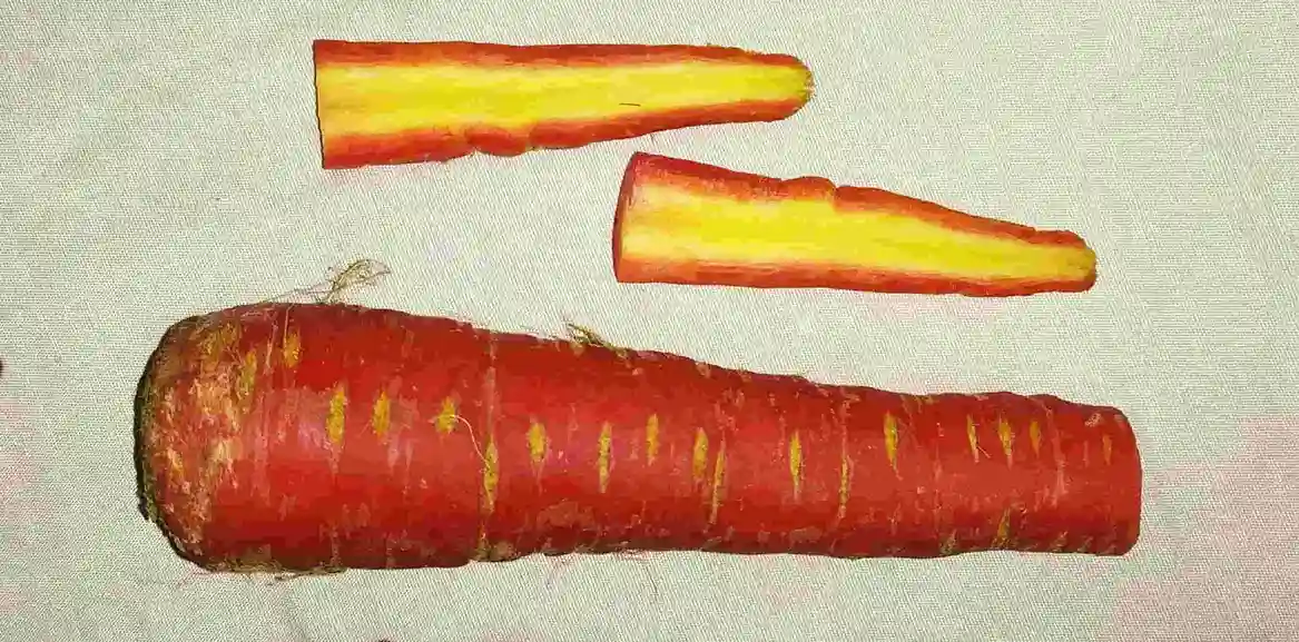 Health benefits of Carrot